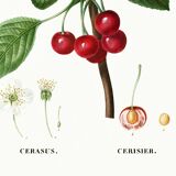 Poster about the cherry tree, based on an old engraving from 1802