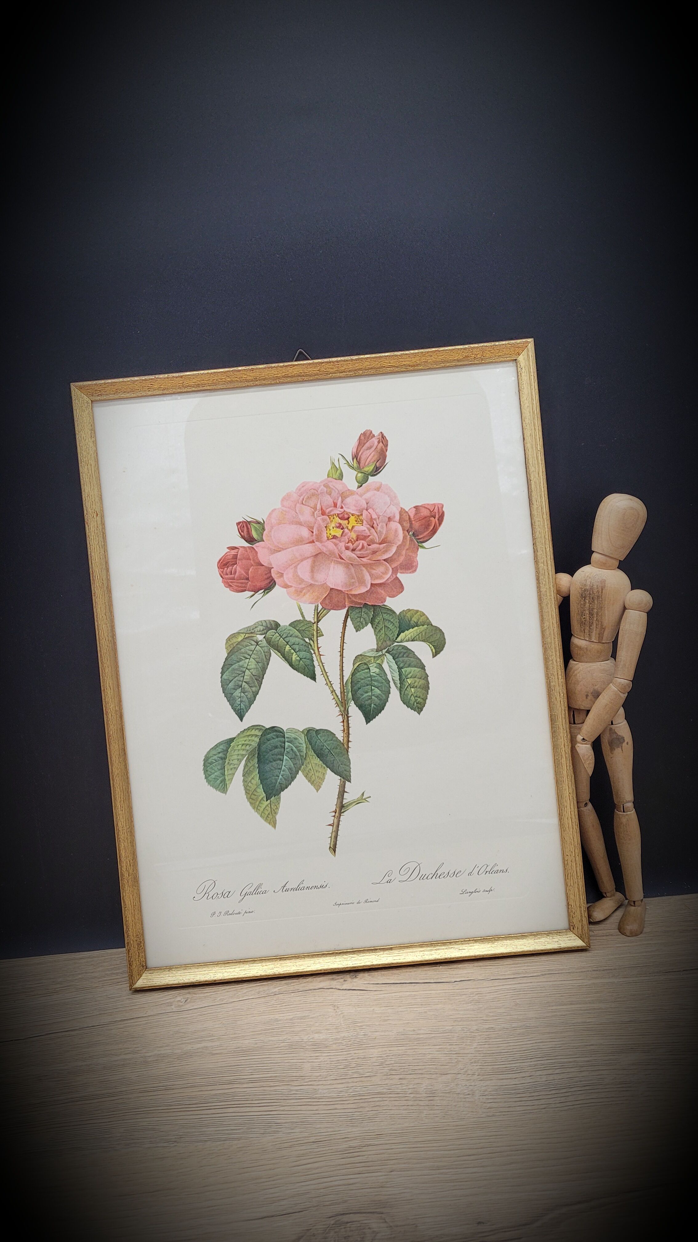 Frame lithograph Rosier Duchesse d'Orléans