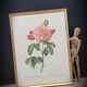 Frame lithograph Rosier Duchesse d'Orléans
