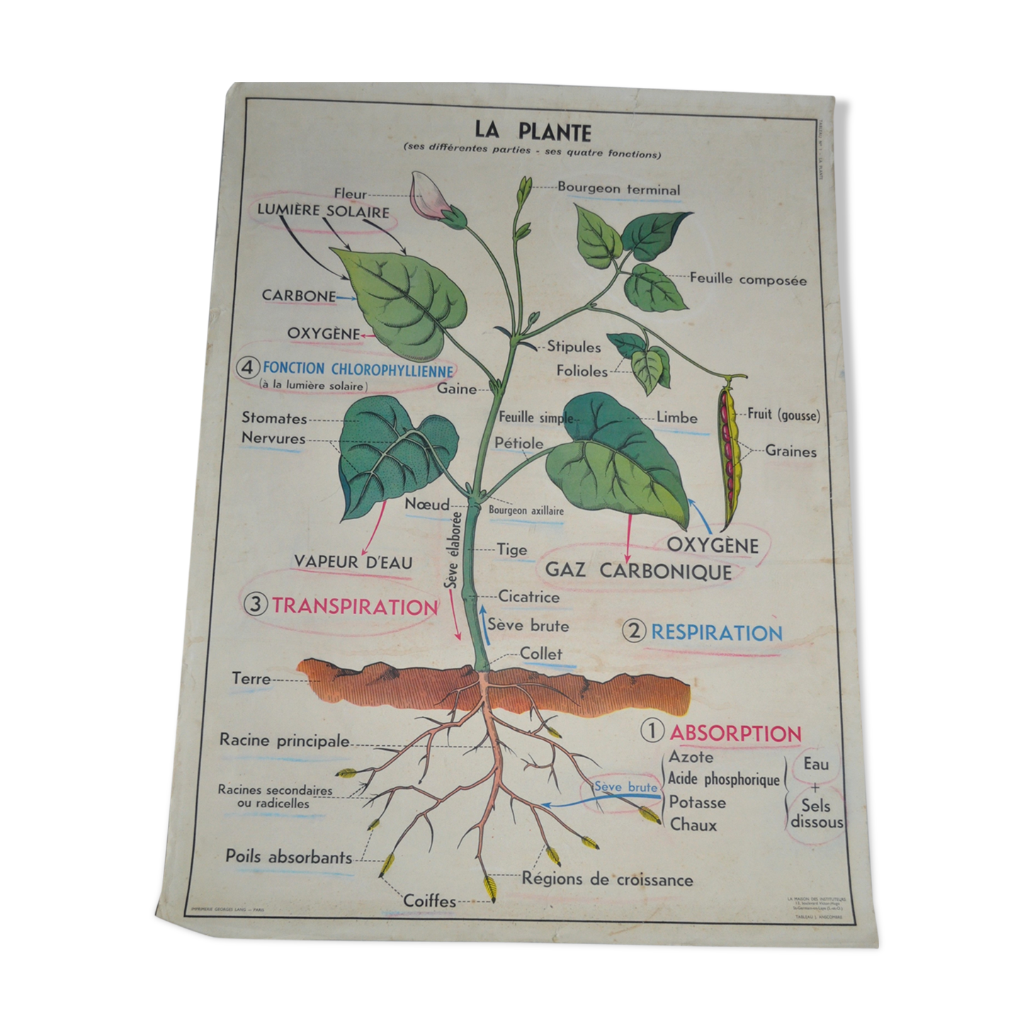 Vintage school poster house of teachers anscombre, lang la plante, germination
