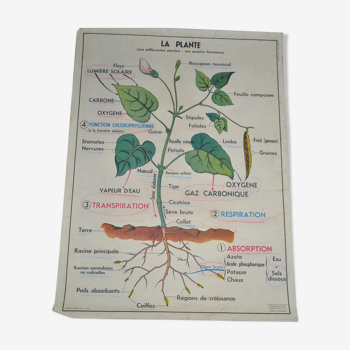 Affiche école vintage maison des instituteurs anscombre, lang la plante, germination