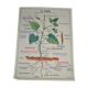 Vintage school poster house of teachers anscombre, lang la plante, germination