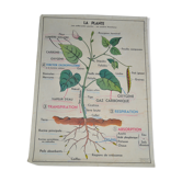 Vintage school poster house of teachers anscombre, lang la plante, germination