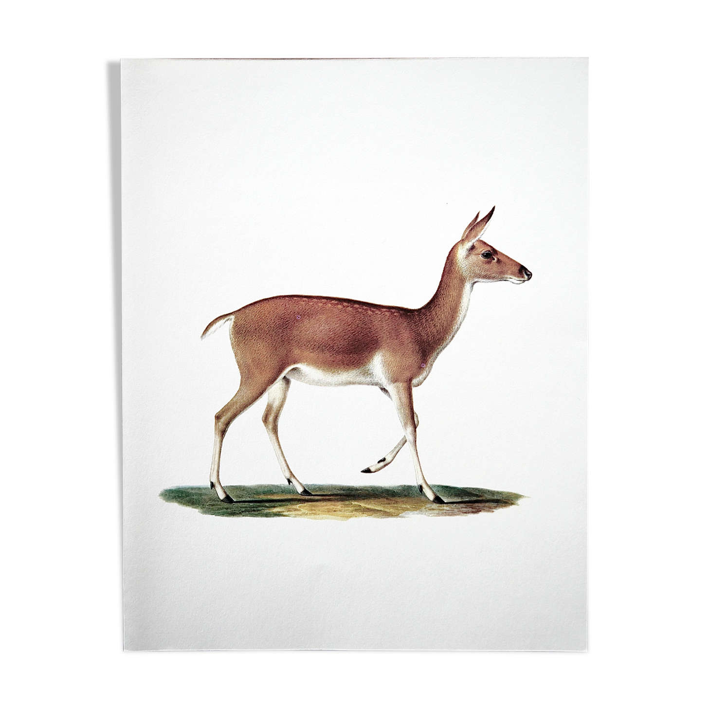 Bestiary board Duvaucel doe