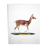 Bestiary board Duvaucel doe