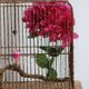 Old birdcage