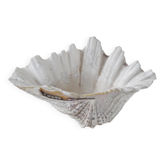 Decorative Triton seashell, boho style, 1980s