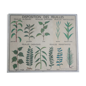 Vintage school botanical poster "Leaf Disposition"