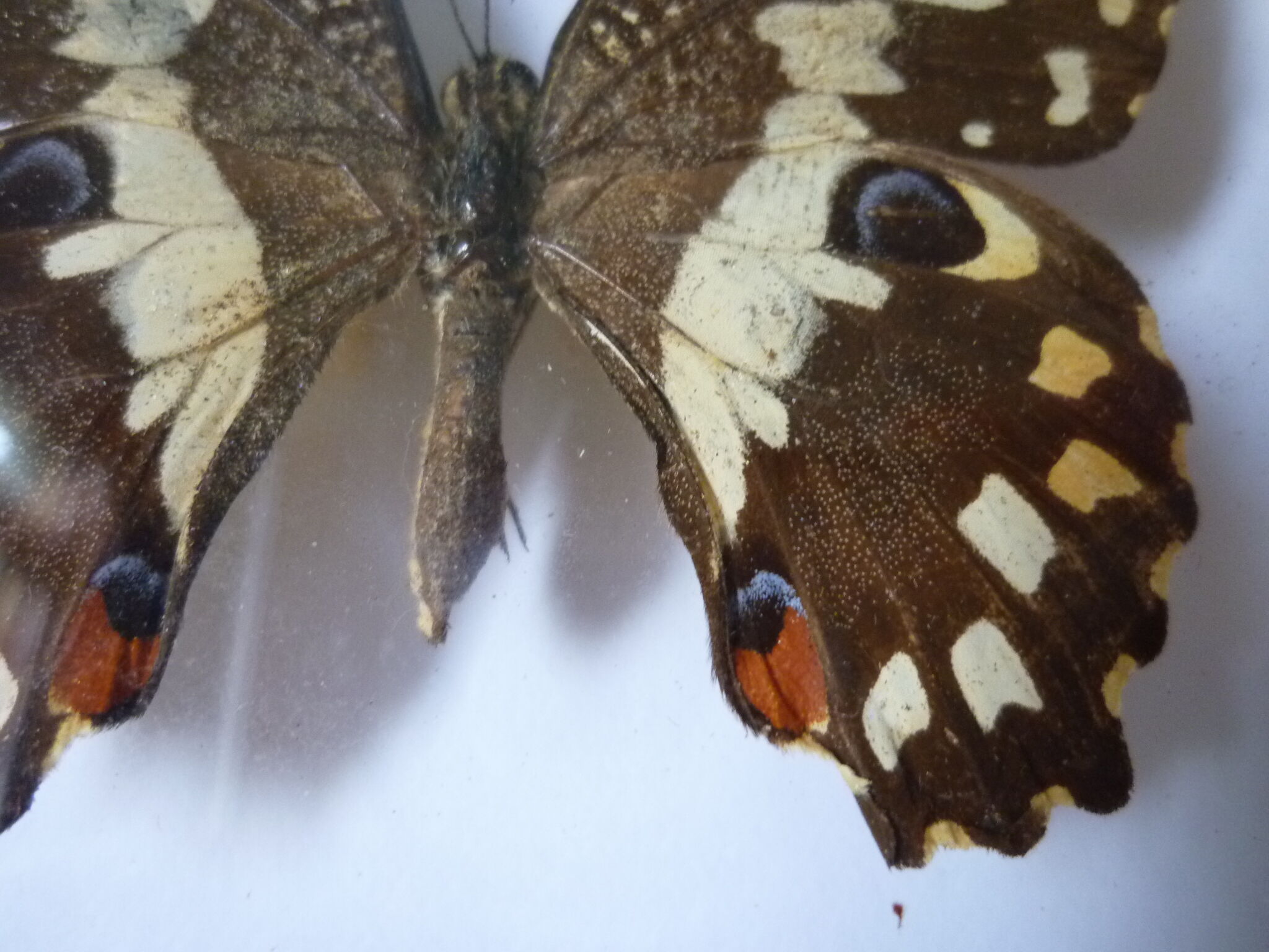 Butterfly under glass