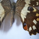 Butterfly under glass