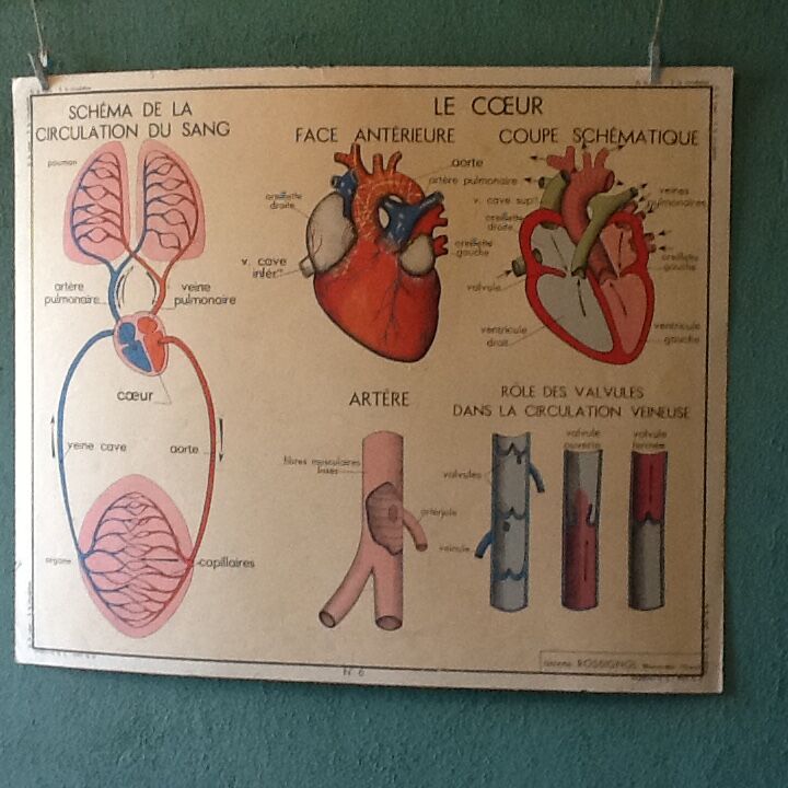 Displays educational vintage circulation / heart