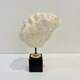 Antique natural white wave coral on wooden base cabinet of curiosities