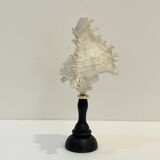 Antique Murex Ramosus Shell on a turned wooden base Napoleon III 19th century