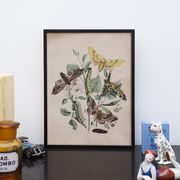 Illustration gravure animal vintage 1850