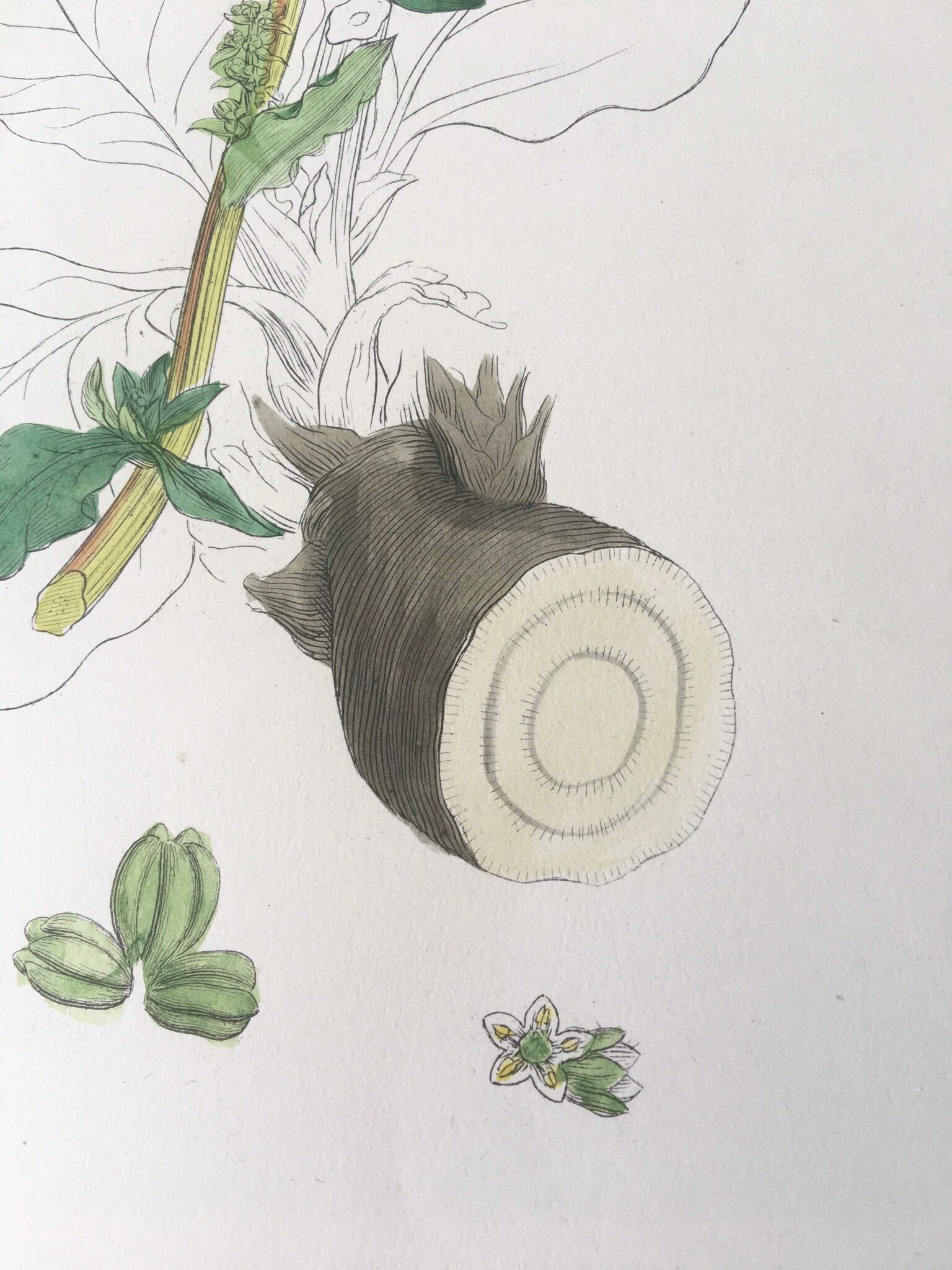 Botanical boards 1920