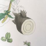 Botanical boards 1920