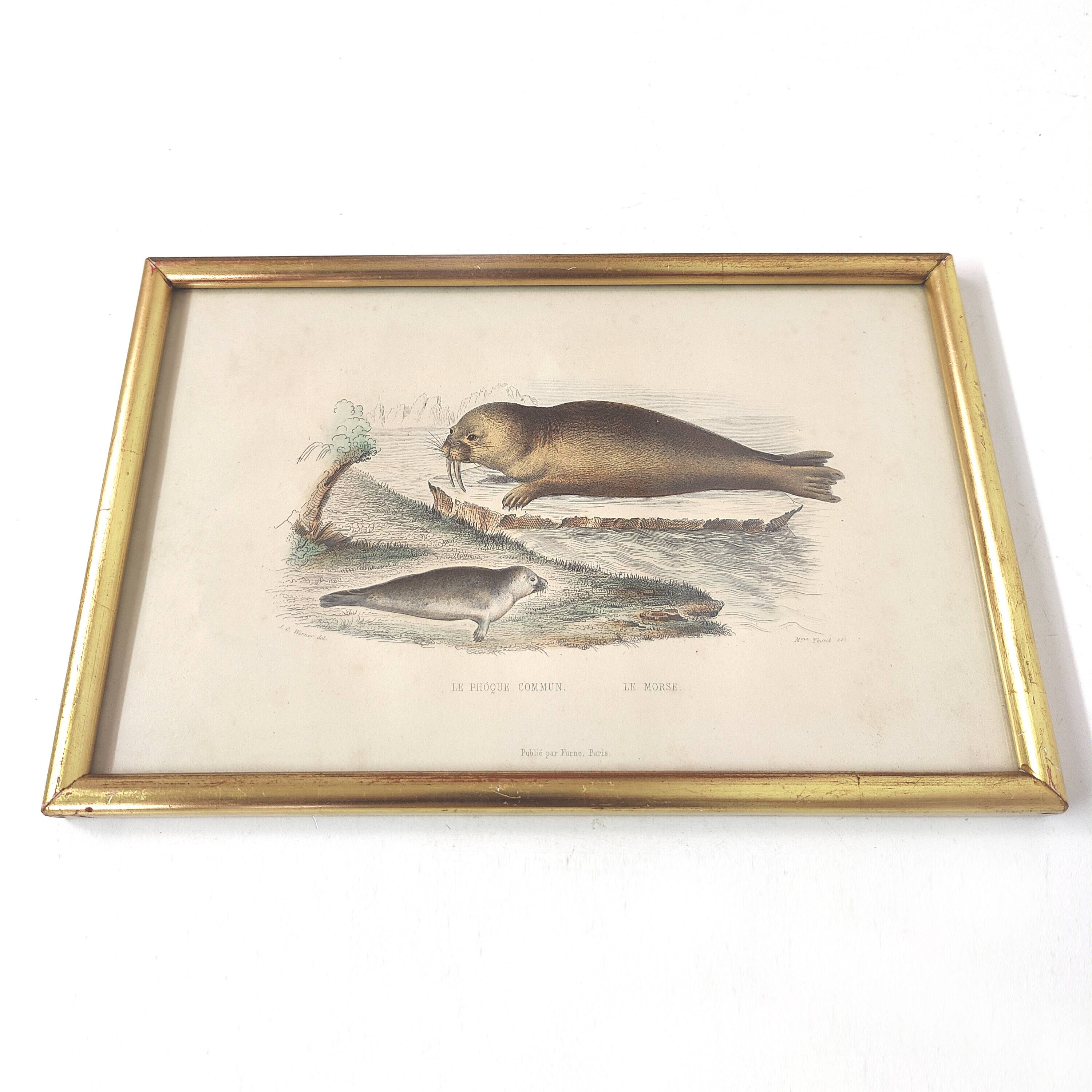 Zoological board engraving Buffon seal & walrus gilded wood frame