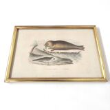 Planche zoologique gravure Buffon phoque & morse cadre bois doré