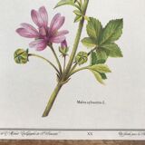 Botanical plate mauve