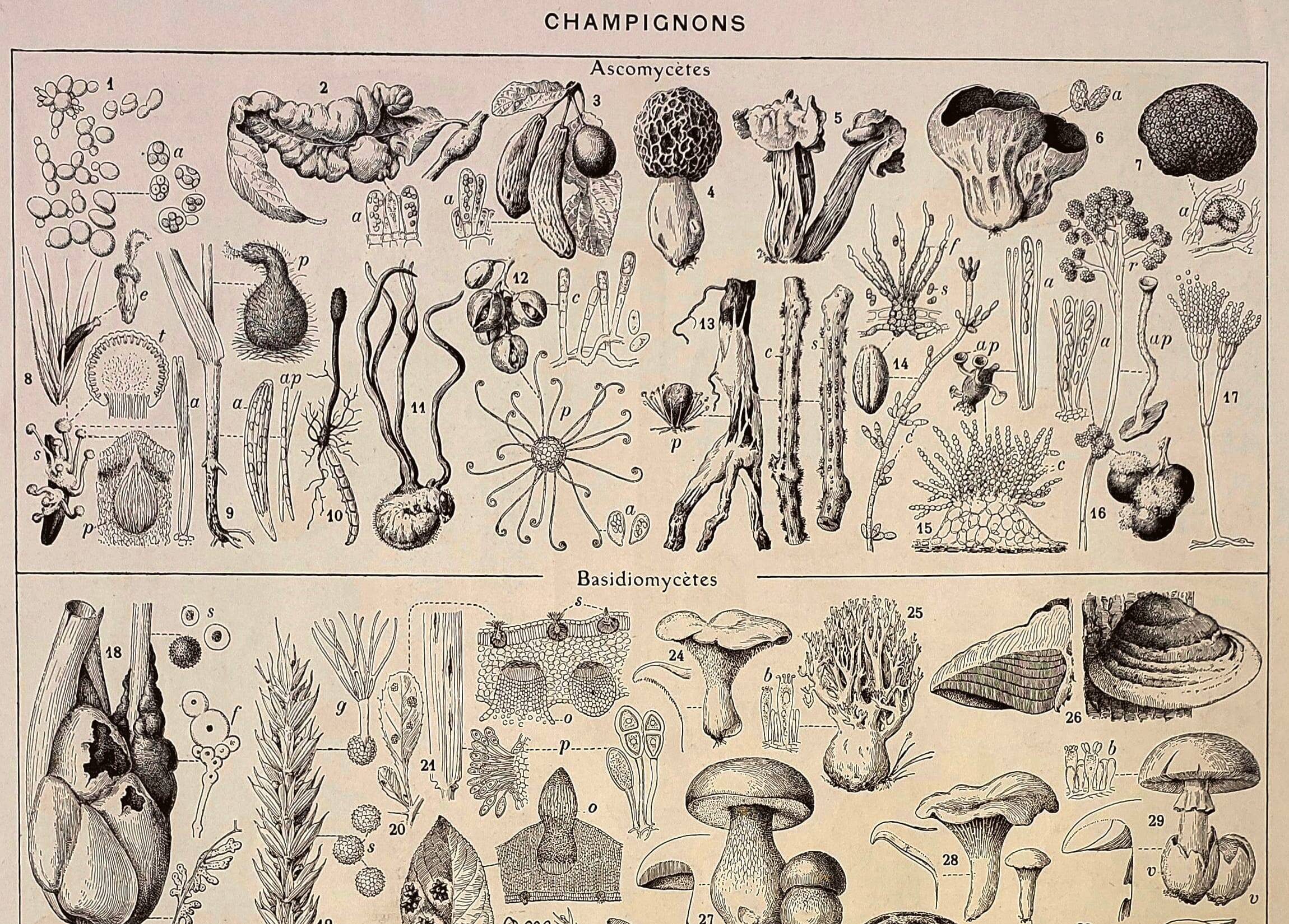 Botanical engraving 1928 - Fungi 3, Oomycetes
