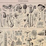 Gravure botanique 1928 - Champignons 3, oomycètes