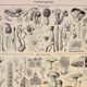 Botanical engraving 1928 - Fungi 3, Oomycetes