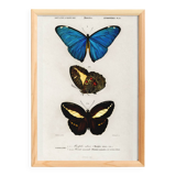 Poster about butterflies (Tropical Peacock butterfly), after an engraving