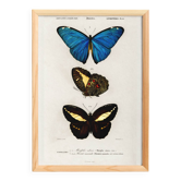Affiche sur les papillons (Paon du jour tropical), d’après une gravure