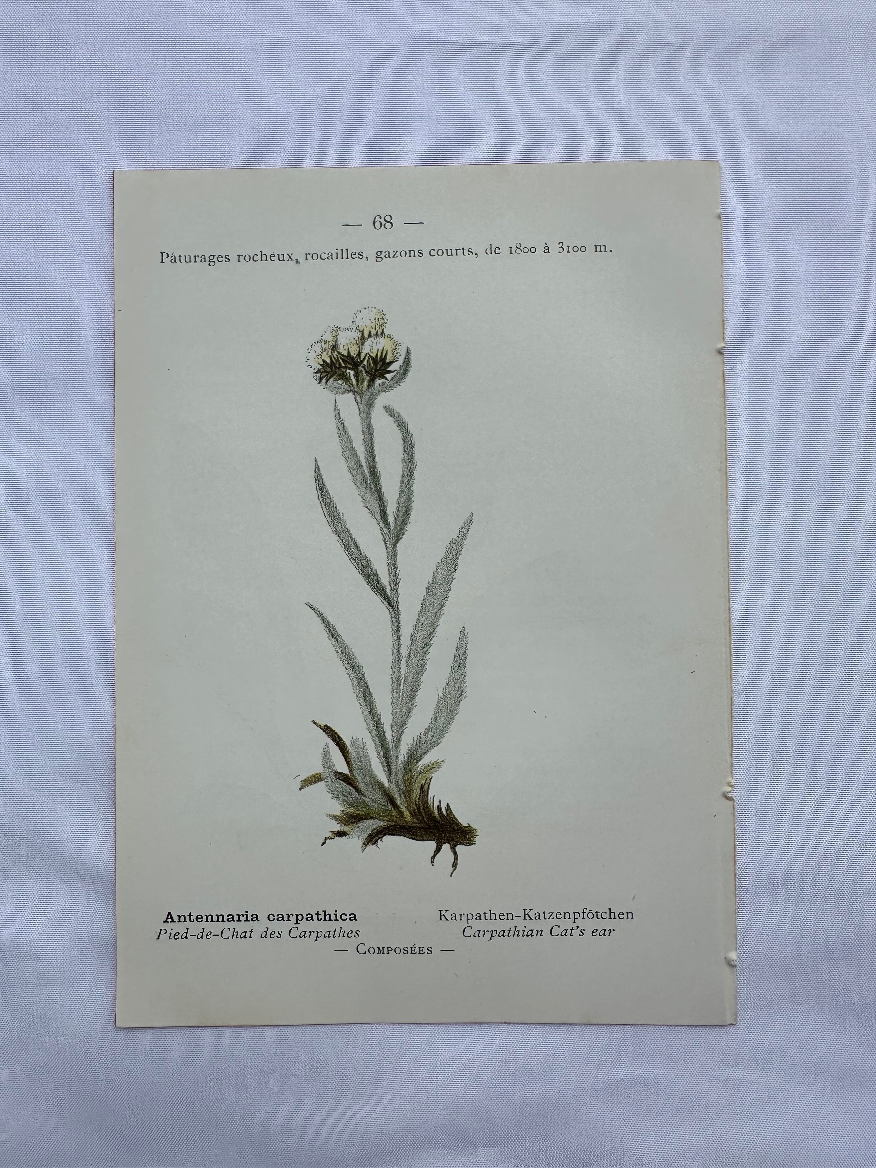 Old botanical engraving France double-sided