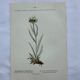 Old botanical engraving France double-sided