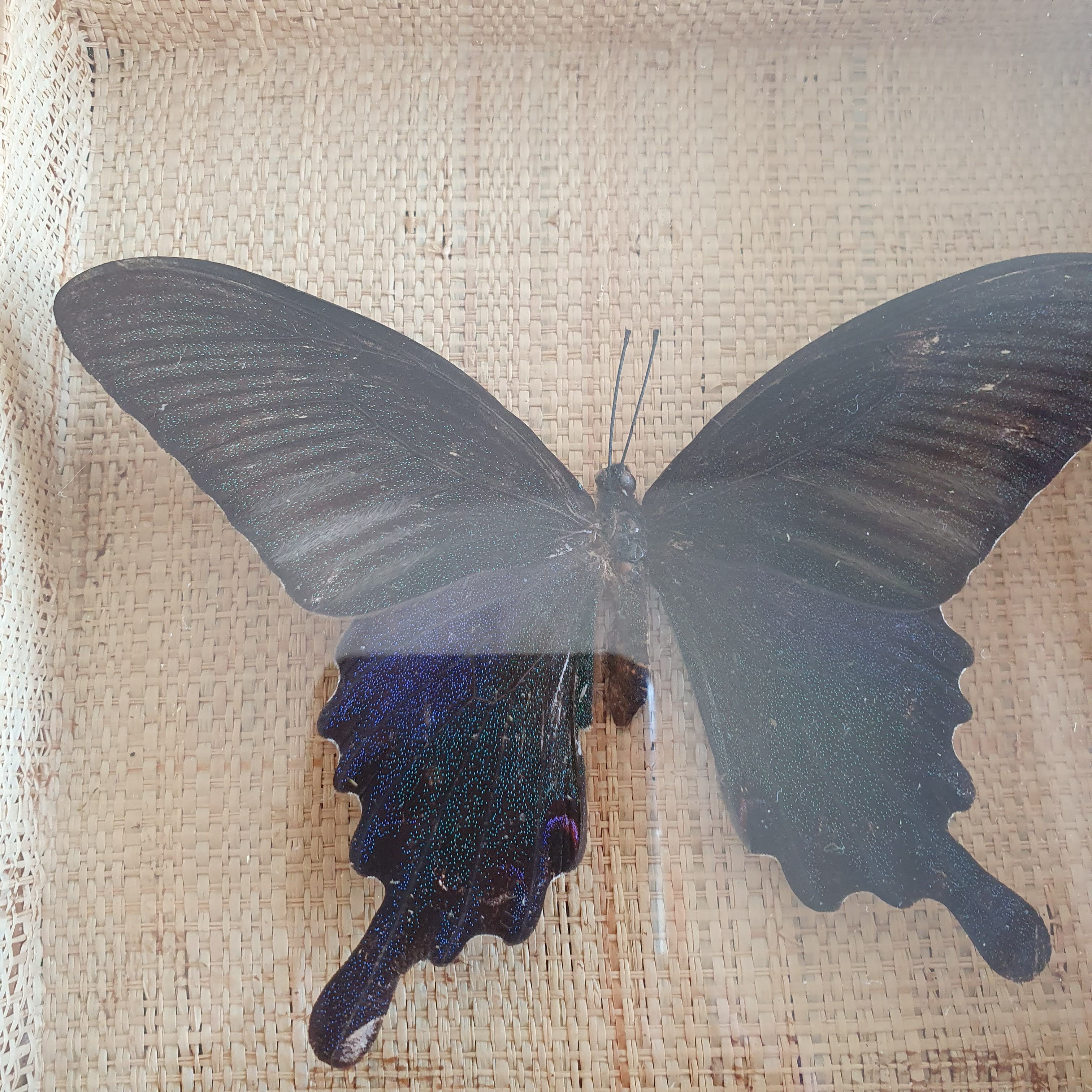 Naturalized butterfly