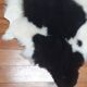New sheepskin