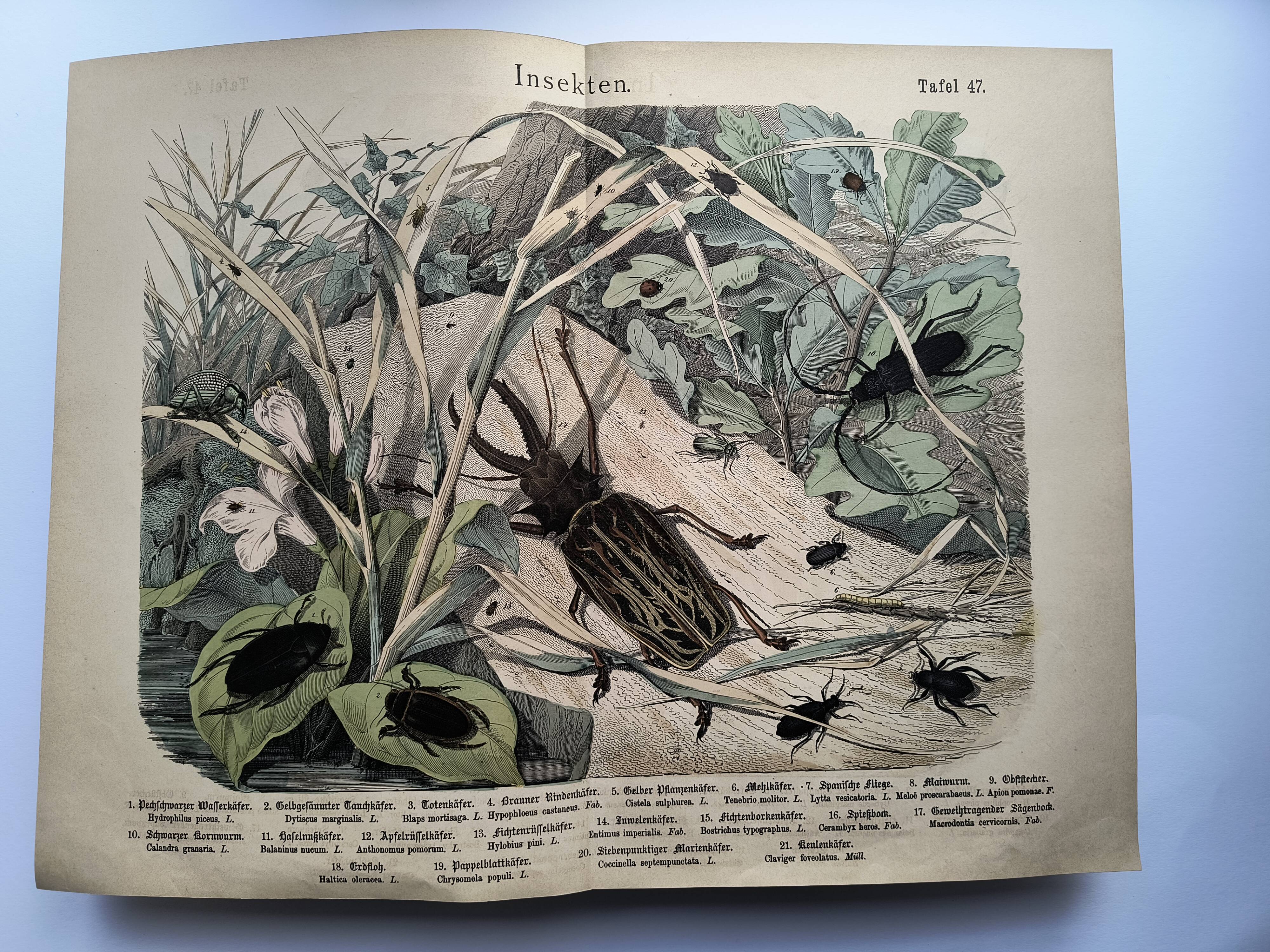 Antique lithograph from 1886 - Insects and beetles (2) - Engraving