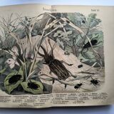 Antique lithograph from 1886 - Insects and beetles (2) - Engraving