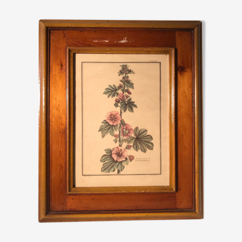 Former LaVATERA MALVONE Tampon Relief Botanical Plank - Vintage Wood Frame