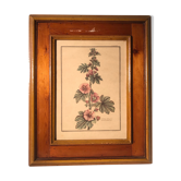 Former LaVATERA MALVONE Tampon Relief Botanical Plank - Vintage Wood Frame