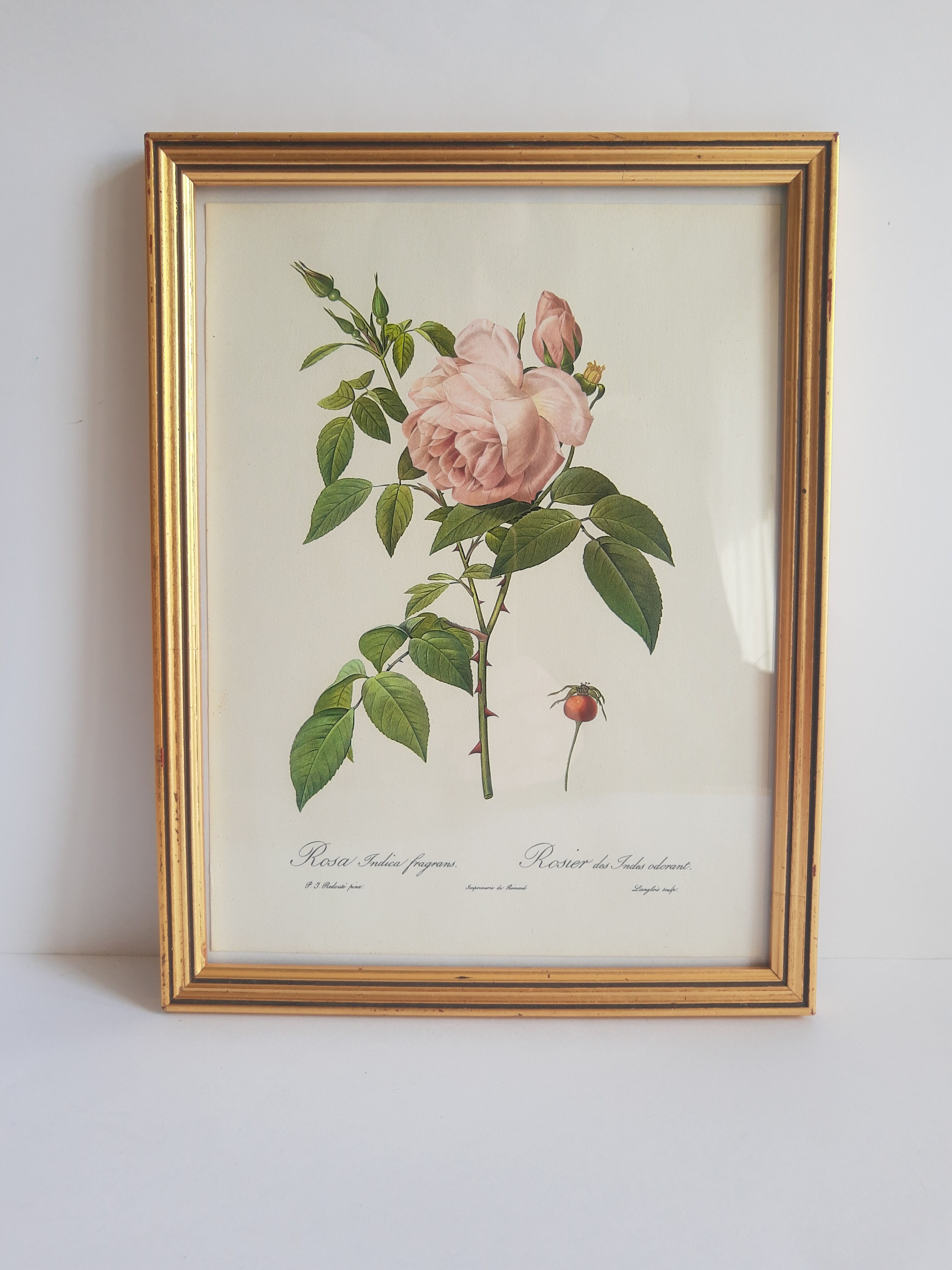 Frame botanical reproduction P.J Dreaded Vintage fragrant Indian rose