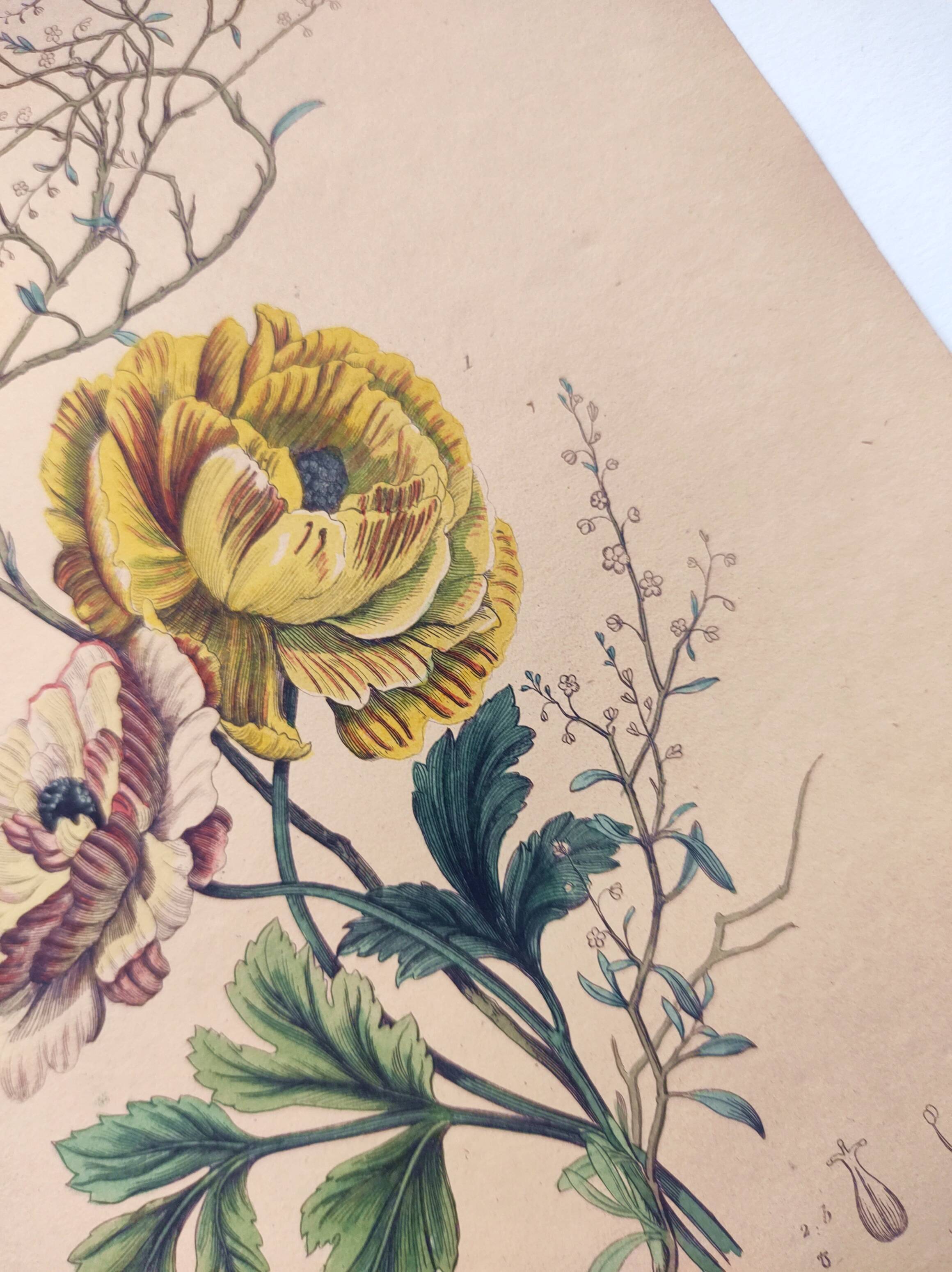 Original from 1839 - Buttercup and Knotweed - Hand-colored botanical plate. Antique engraving