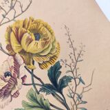 Original de 1839 -Renoncule et Renoué- Planche coloriée à la main botanique. Gravure ancienne