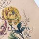 Original from 1839 - Buttercup and Knotweed - Hand-colored botanical plate. Antique engraving