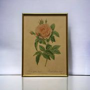 Lithographie ancienne rose encadrée sous verre imprimerie de Remond ACC-7058