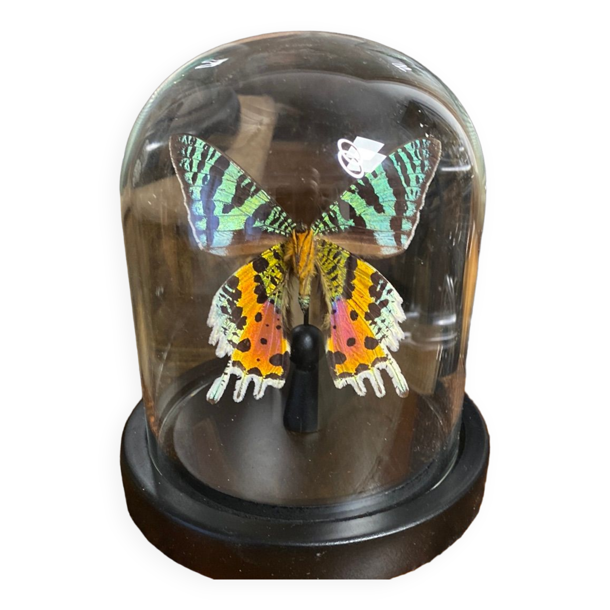 Butterfly urania ripheus under glass