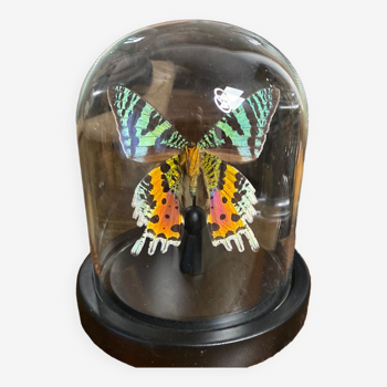 Butterfly urania ripheus under glass