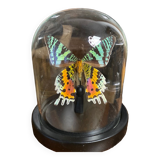 Butterfly urania ripheus under glass