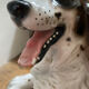 Sculpture of a Springer dog