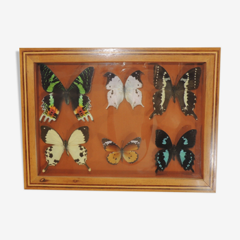 Cadre papillons vintage insecte naturalisé cadre entomologie