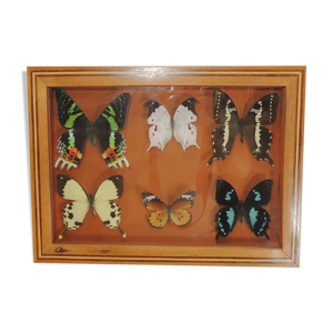 Cadre papillons vintage insecte