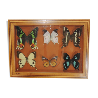 Butterfly/vintage/Naturalized insect/entomological frame