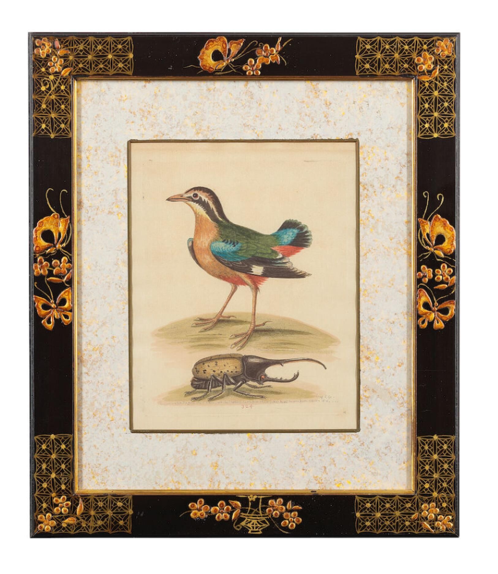 12 hand-coloured ornithological engravings from 1740 by George Edwards.