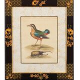 12 hand-coloured ornithological engravings from 1740 by George Edwards.